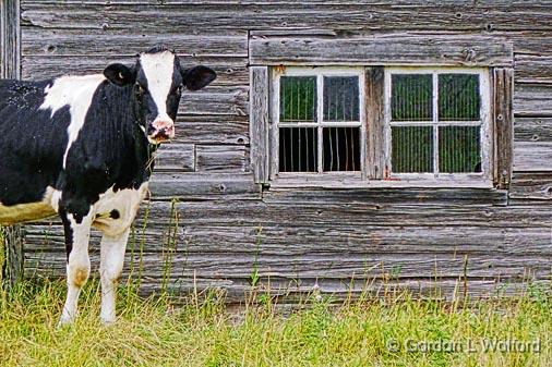 Cow Beside Barn Windows_P1010976.jpg - Photographed near Smiths Falls, Ontario, Canada.